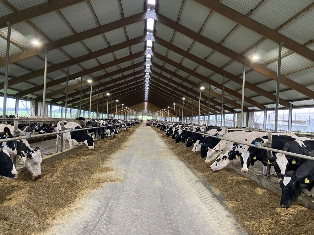 Milchhof Friesian – Einblick 2